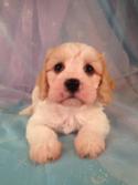 Male cavachon puppy for sale in Iowa #12 Born March 23rd 2013|Cavachon Breeders in Illinois and Wisconsin are welcome at Purebredpups!